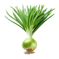 Vegetable Image Without Background Spring Onion png