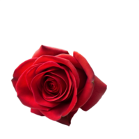 Close-Up of a Single Red Rose on Transparent Background png