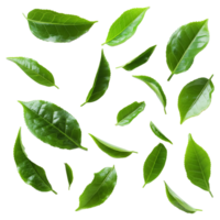 Top Down View of Fresh Green Tea Leaves on Transparent Background png