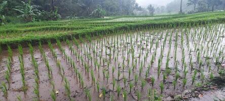 wet rice fields in the mountains after rain photo