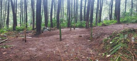 pine forest scenery after rain in Indonesia. photo