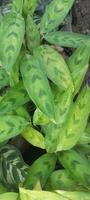 ornamental plant calathea in the garden photo