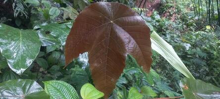 leaves of Macaranga grandifolia in the forest. photo