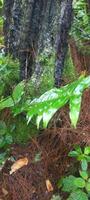 weeds, ferns, and mosses in the forest photo