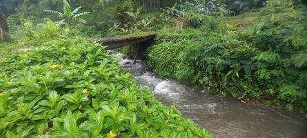 small rivers in nature after rain in Indonesia. photo