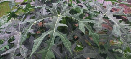 papaya tree leaves for background photo