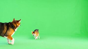 Two dog on the background of a green screen video