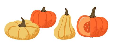 Pumpkins of different shapes isolated on a white background. Pumpkin set. vector