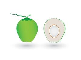 A fresh green sliced or half coconut on white background illustration vector