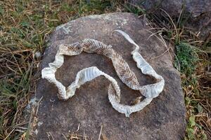 shedding of a yarara snake photo