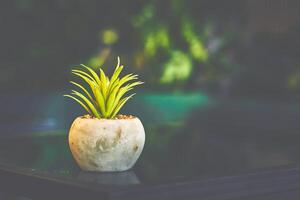 Flower pot with plant on a table in a cafe in shadow photo