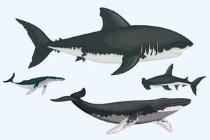 Set of whale marine mammals. marine mammals. Seen from the side. vector