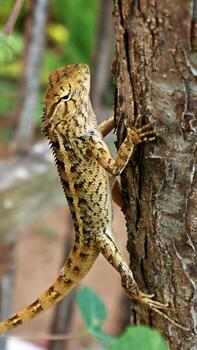 Chameleons or Javanese lizards walk in the trees in a natural atmosphere photo