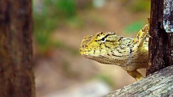 Chameleons or Javanese lizards walk in the trees in a natural atmosphere photo