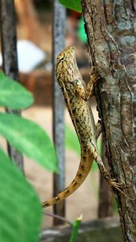 Chameleons or Javanese lizards walk in the trees in a natural atmosphere photo