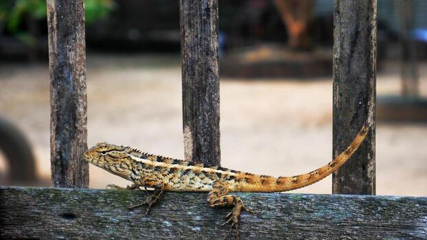 Chameleons or Javanese lizards walk in the trees in a natural atmosphere photo