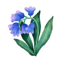 Wildflowers collection. Spring. Botanical illustration with flow vector