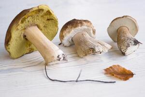 Three wild boletus mushrooms found and picked up in the forest. White fungus on the wooden table ready for peeling, brushing and cooking or drying. Isolated on white background. Close up. Copy space. photo