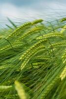 Field of green rye. Young green wheat. Late Spring, early Summer day. Close up. Free space for text on a soft blurry sky background. Farmers life. Copy space. Selective focus photo