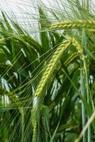 Field of green rye. Young green wheat. Late Spring, early Summer day. Close up. Free space for text on a soft blurry sky background. Farmers life. Copy space. Selective focus photo