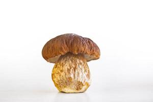 Fresh harvested in forest wild white mushroom isolated on white background. Beautiful single boletus from market. Close up of edible porcini cep fungi. Copy space. Selective focus photo