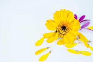 Close up of fading daisy flower head with fallen yellow pink petals laying on white background. Isolated Calendula, marigold. Creative minimalistic simple design concept. Selective focus. photo