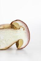 Wild porcini mushroom isolated on white background. Wormy sliced boletus fungi. Half of slice. Worm trace in the fungus flesh. Harvesting for winter. Preparing for drying. Selective focus. Copy space photo