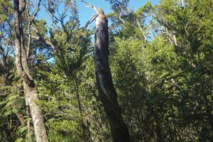 a large tree with a dead branch in the middle of it photo