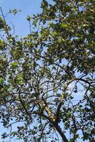 a bird is perched on a tree branch with a blue sky in the background photo