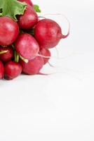 Bunch of ripe fresh gathered radish with green leaves isolated on white background. A bundle of raw radishes to sell. Delicious veggie snack. Farm harvest vegetables. Empty copy space. Selective focus photo