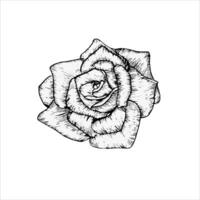 flower rose line art illustration. Hand drawn graphics, floral element silhouette. Black and white flower for concept design vector