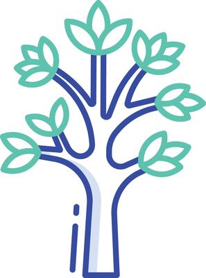 dracaena draco outline color illustration