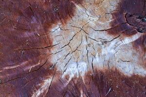 Background for marketing in the form of a cut of a brown tree. photo