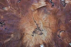 Background for marketing in the form of a cut of a brown tree. photo