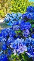 From above of lush bush with abundance of colorful blue Hydrangea flowers with green leaves growing in garden on summer day photo