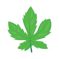 Botanical element Decorative branch Floral illustration on the white background vector