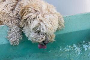 Thirsty Dog Drinking Water From A Blue Container photo