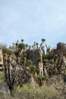 Desert Landscape with Towering Joshua Trees and Rugged Rock Formations photo