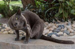 Gray Cat Scratching Its Ear on a Stone Path in a Lush Garden photo