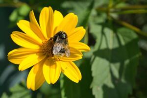 Bumblebee on a flower collecting nectar. Insect on a flower with pollen in nature photo