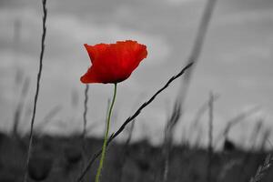Corn poppy in a summer meadow with red petals as a monochrome image. Red splashes photo