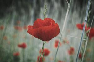 Corn poppy in a summer meadow with red petals. Wildflower from nature. Red splashes photo