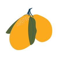 Tropical mango fruit with leaves on a white background. vector