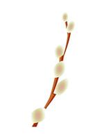 Blooming willow branch isolated on a white vertical background. vector