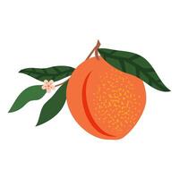 Peach with spotted texture and green leaves isolated on white. vector