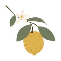 Lemon with yellow spotted texture and green leaves isolated on white. vector