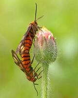 Insect in nature photo
