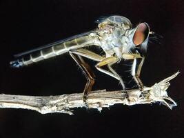 Insect in nature photo