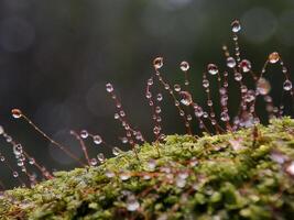 Mushroom on the stone photo