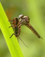 Insect in nature photo